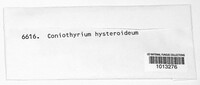 Coniothyrium concentricum image